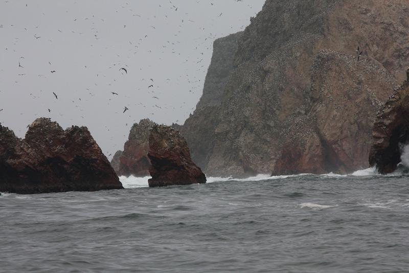 1131-Isole Ballestas,19 luglio 2013.JPG